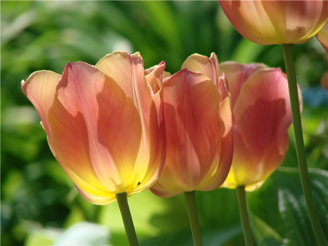 tulipani roza